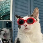 Avatar of Bushra Nadeem